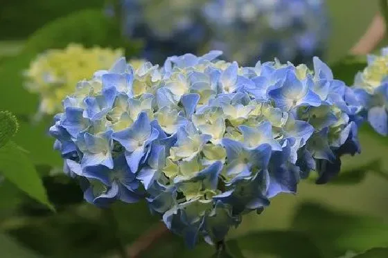 植物百科|绣球花有种子吗 种子怎么种植