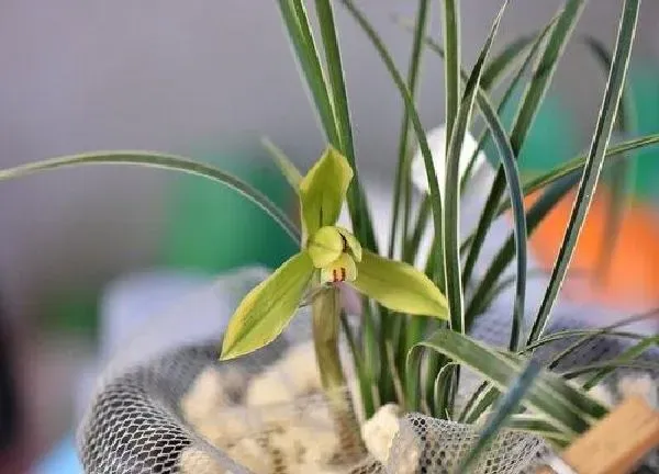 植物移栽|兰花苗上盆时间与养护方法