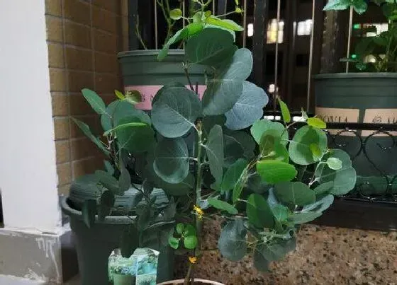 种植管理|桉树什么季节种植合适