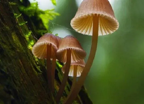 植物种类|牛至是一年生植物吗