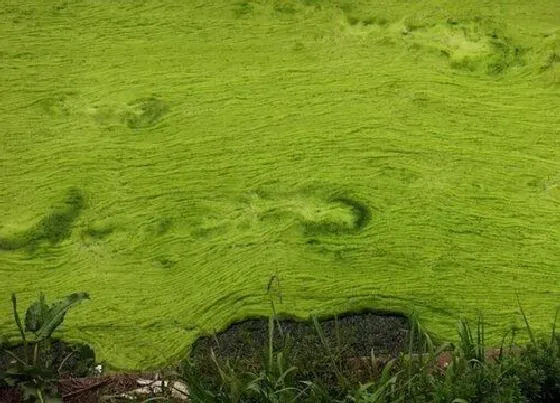 植物繁殖|衣藻怎么繁殖 无性和有性繁殖方法