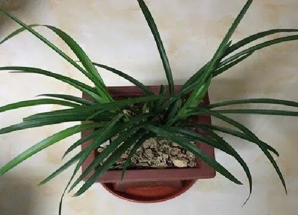 植物移栽|兰花苗上盆时间与养护方法