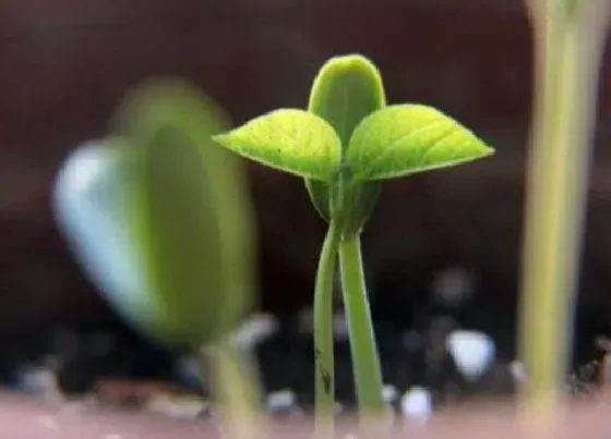 植物育苗|豆子几天出苗 播种到发芽出苗时间