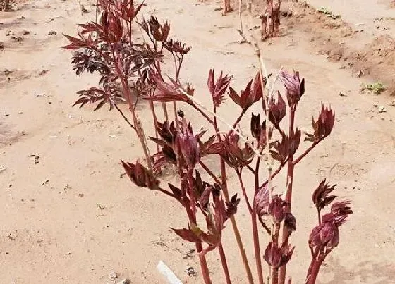 植物百科|芍药耐阴吗