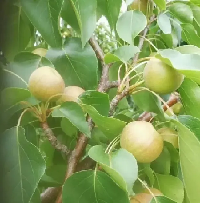 植物虫害|蚜虫对梨树有何危害？如何提高防治效果？