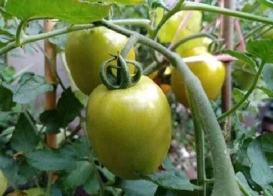 种植管理|西红柿种植间距是多少