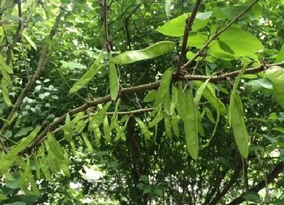 植物百科|皂角树开花吗 开花什么样子