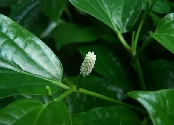 植物百科|噶楼是什么植物