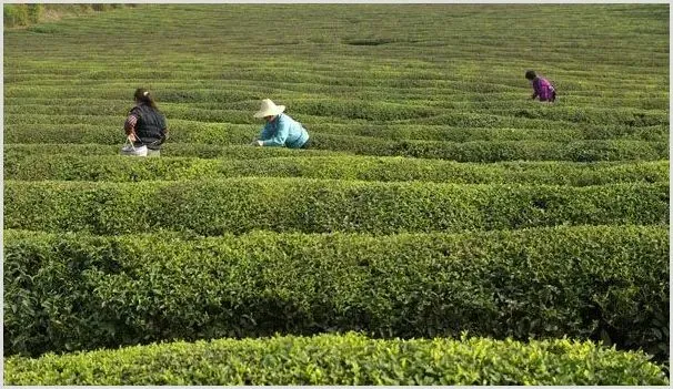 绿茶的制作工艺和初加工技术要领 | 种植资料