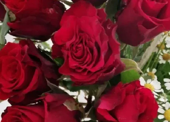 送花|结婚周年送什么花合适 结婚纪念日送什么花好