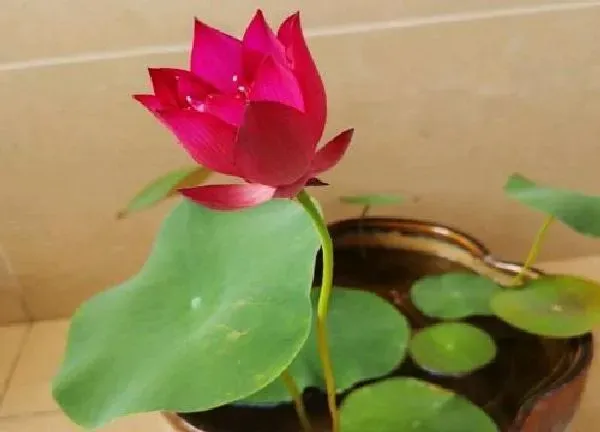 盆景|睡莲盆栽的种植方法和注意事项