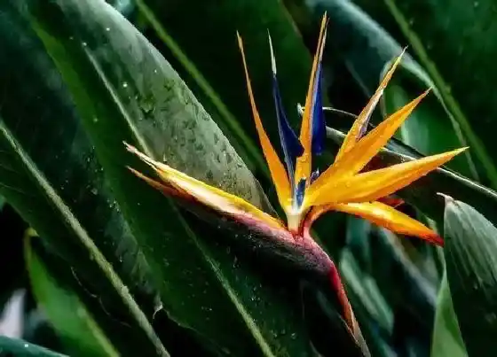 植物百科|鹤望兰开花吗 养多长时间能开花