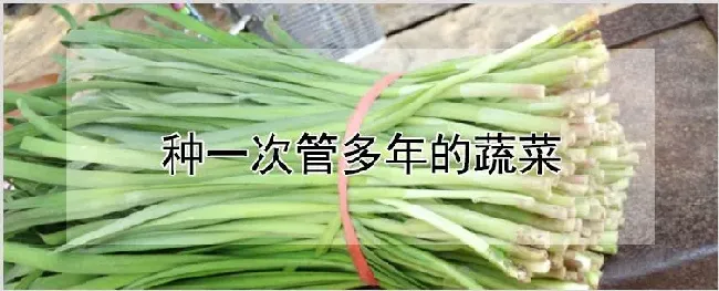 种一次管多年的蔬菜 | 种植技术