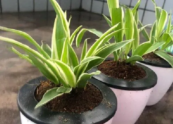 养殖科普|吊兰喜阴还是喜阳光的植物