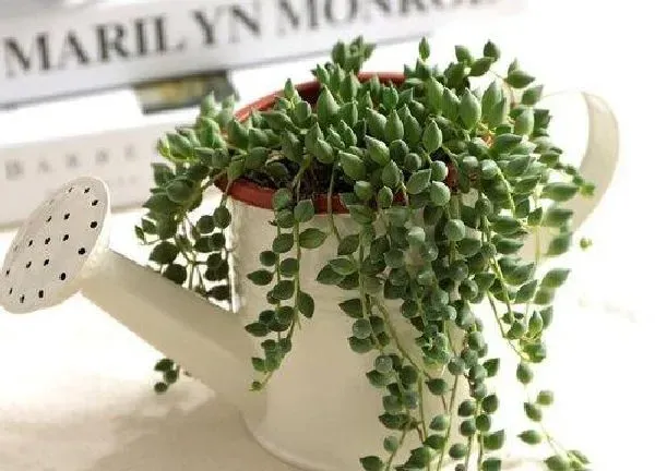 植物浇水|珍珠吊兰多长时间浇一次水