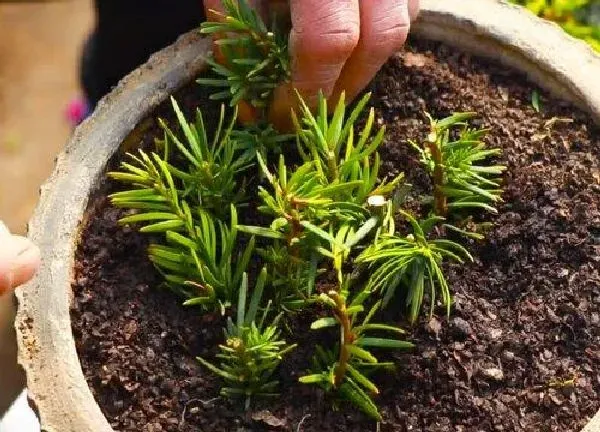 植物换土|红豆杉换土时间和方法