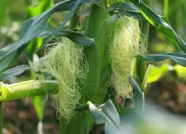 植物浇水|玉米多久浇一次水