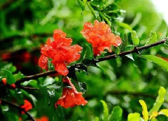 开花时间|石榴花什么季节开花 春夏秋冬都开花吗