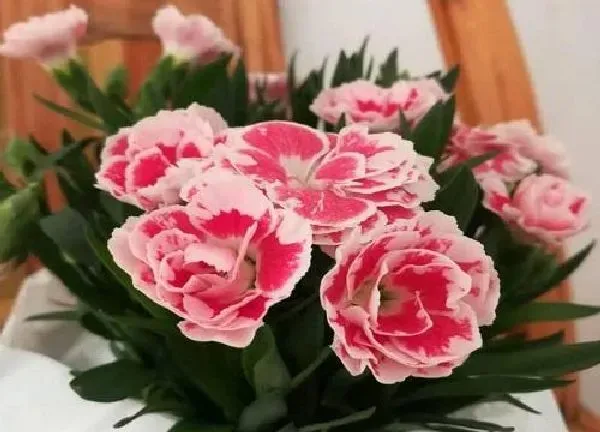 养殖方法|石竹花怎么养家庭养法