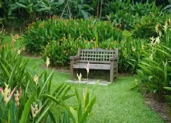 植物百科|鹤望兰开花吗 养多长时间能开花