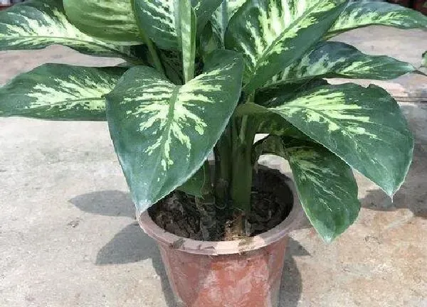 养殖方法|斑马花怎么养殖方法