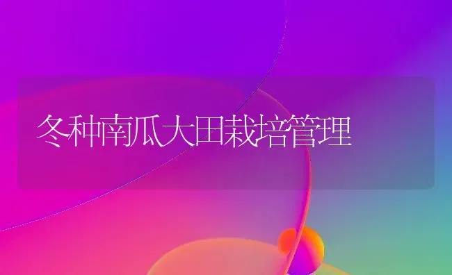 冬种南瓜大田栽培管理 | 蔬菜种植