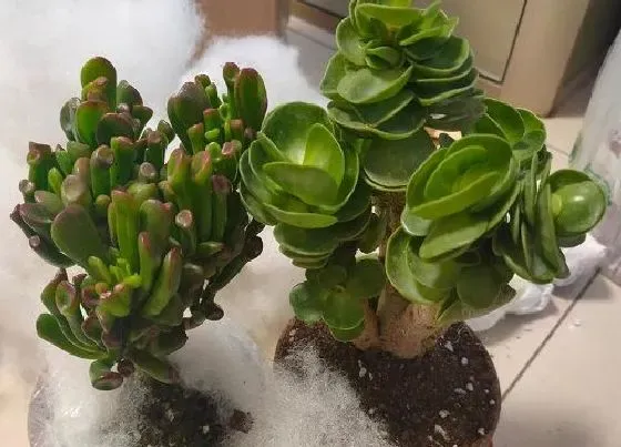冬天植物|金钱木抗冻吗
