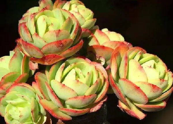 养殖方法|碧桃多肉怎么养护方法