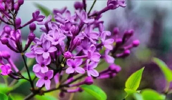 开花时间|丁香几月份开花 一年开几次花