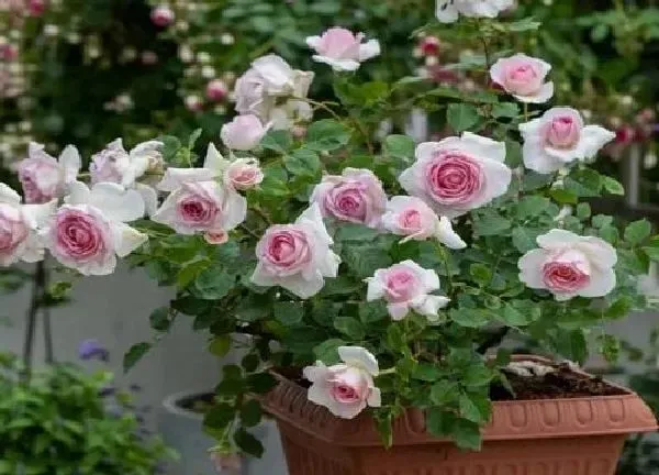 植物扦插|什么时候扦插月季花成活率高（月季花怎样插枝容易活）