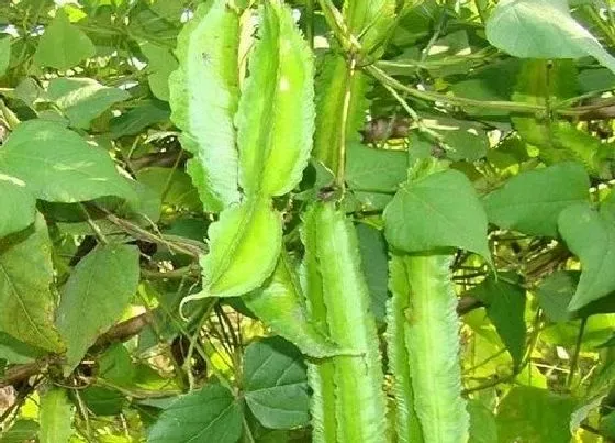 种植百科|四棱豆种植多久开花结果