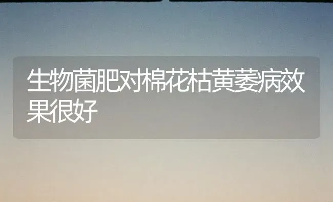 生物菌肥对棉花枯黄萎病效果很好 | 瓜果种植