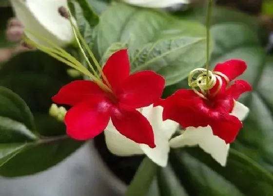 植物毒性|龙吐珠花有毒吗