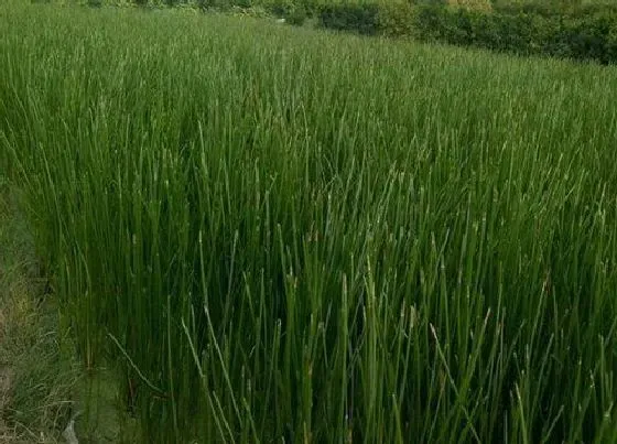 植物百科|荸荠又叫什么名字