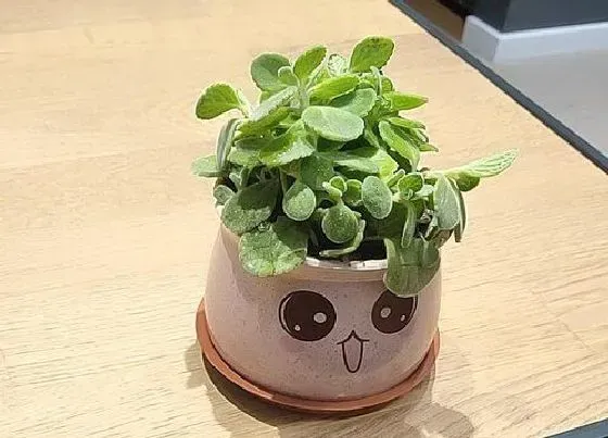种植方法|碰碰香怎么种植 栽种时间和方法