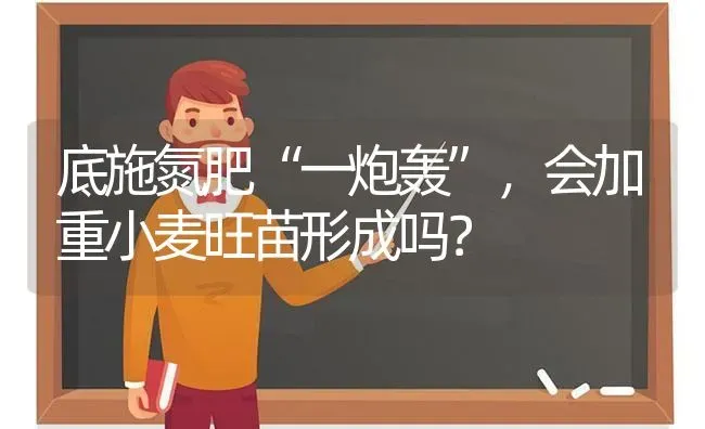 底施氮肥“一炮轰”，会加重小麦旺苗形成吗？ | 粮油作物种植