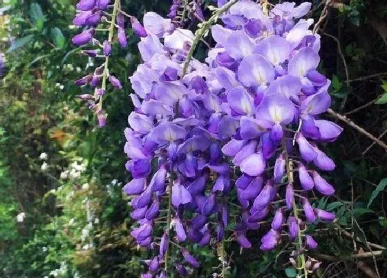 不开花|盆栽紫藤不开花的原因（紫藤树只长叶子不开花怎么养护）