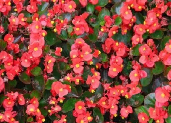 植物种类|什么花一年四季开花又最好养又香（室内四季常开的花 ）