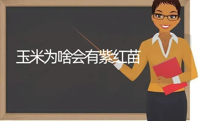 玉米为啥会有紫红苗 | 粮油作物种植
