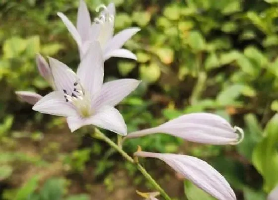 植物百科|耐阴耐寒的室外花卉有哪些