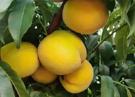 种植管理|桃树什么季节种植合适