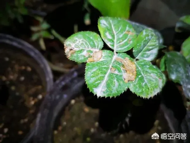 植物嫁接|月季花嫁接后接穗发黑是怎么回事，嫁接枝条发黑什么原因）