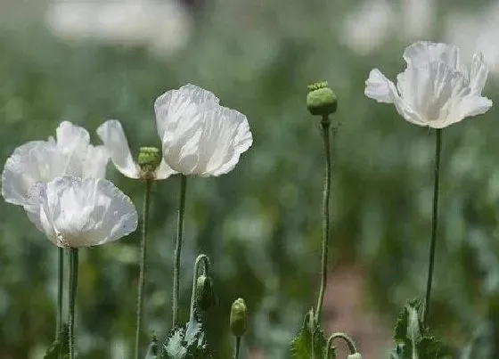 花语|有什么花的花语是遗忘 花语代表遗忘的花