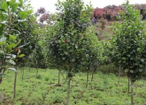 绿植|院里正对大门适合种什么植物