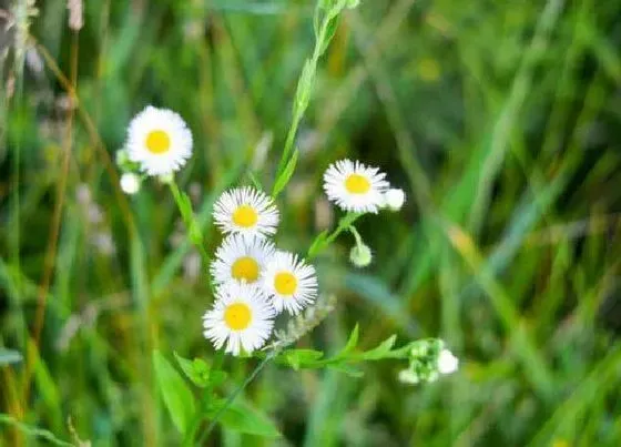 花期|雏菊花期是什么时候