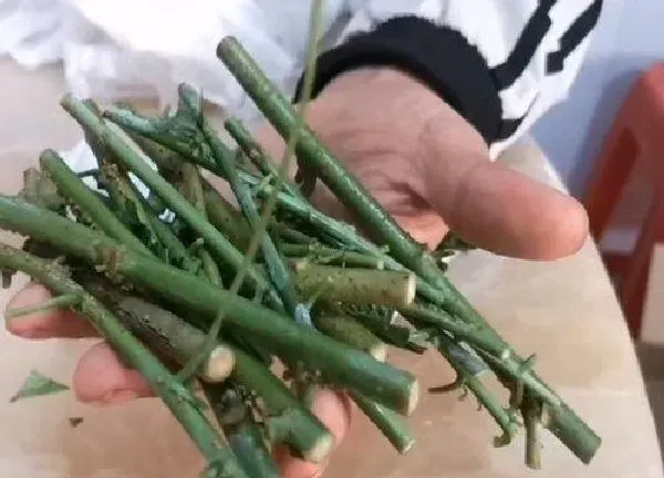 植物扦插|灯笼花什么时候扦插最好 扦插方法和时间