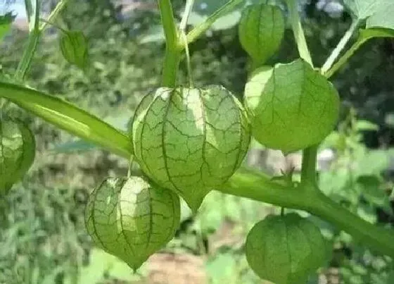 水果科普|花姑娘是什么水果