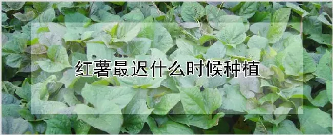 红薯最迟什么时候种植 | 农业技术