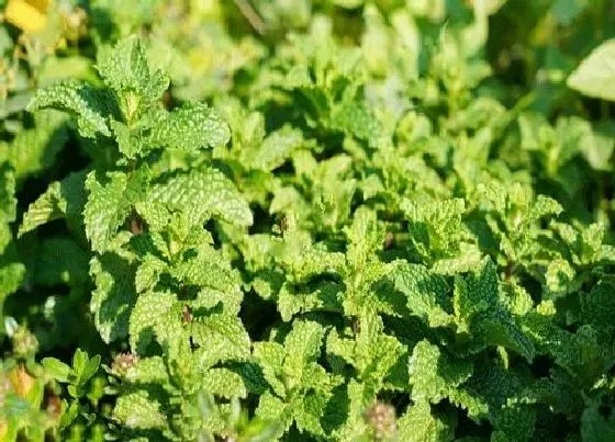 植物种类|薄荷是双子叶植物吗