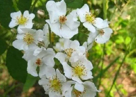 花卉百科|代表死亡的花语是什么花（什么花朵有死亡的象征寓意）